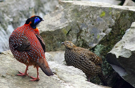 Zhangjiajie Red Belly Pheasant