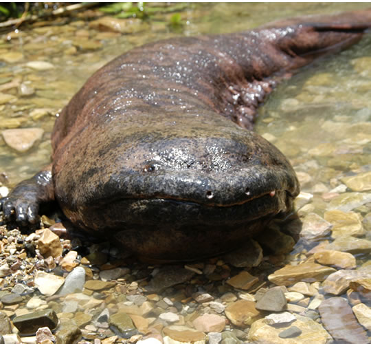 Chinese Giant Salamander