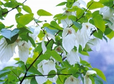 Chinese Dove Tree