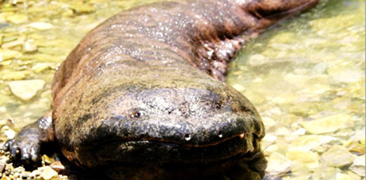 Zhangjiajie Performs Well as the Home of Chinese Giant Salamanders