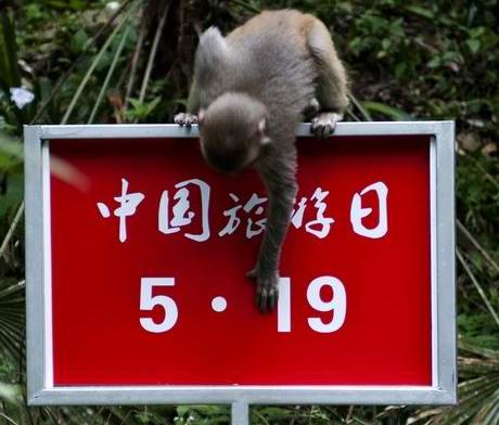 China Tourism Day "Monkeys" play promoters in Zhangjiajie