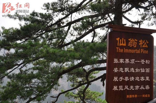 Appearance of “Immortal Pine” in Wulingyuan