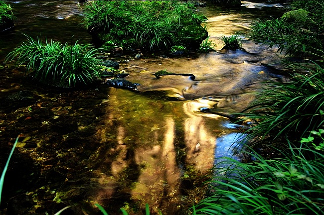 Zhangjiajie, Golden Whip Stream autumn landscape picture