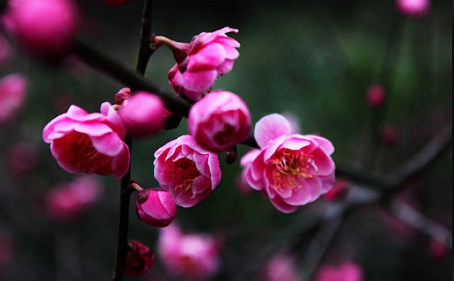 Huang Shizhai's plum blossom open to Welcome the coming of spring