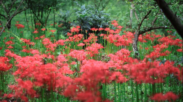The spring landscape in Zhangjiajie National Forest Park