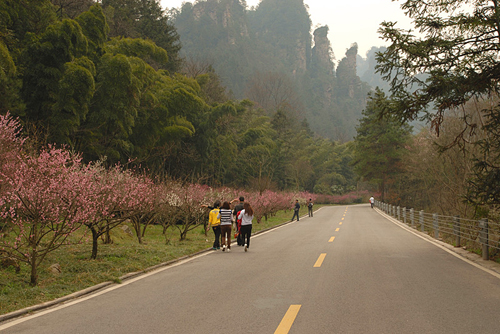 Zhangjiajie park waiting for your spring outing