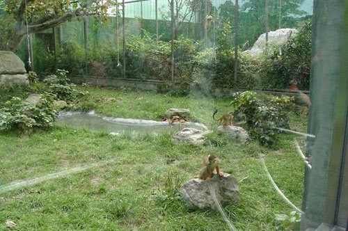 Wulingyuan:A new home for macaque