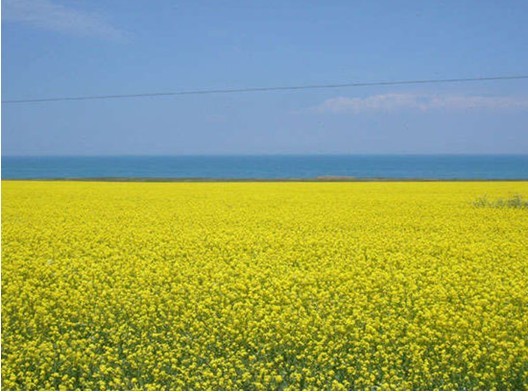 Zhangjiajie held the first Rapeseed flowers festival