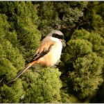 Animal Taboos in Zhangjiajie