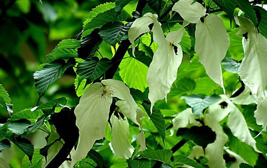 Dove Flower: City Flower of Zhangjiajie