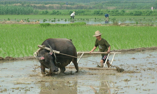 Zhangjiajie‘s Farming Culture,Such Unique Charming