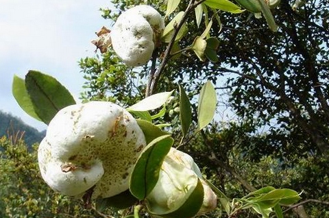 A Kind of Wild Fruit--Zhangjiajie Chabao