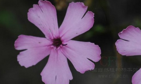 Zhangjiajie Incisa Grass