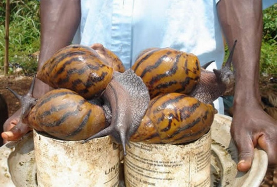 20 biggest creatures in the world