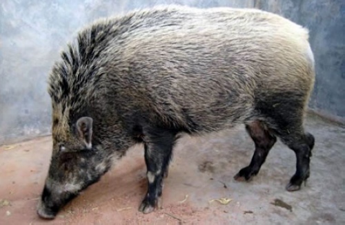 Zhangjiajie Wild Boar