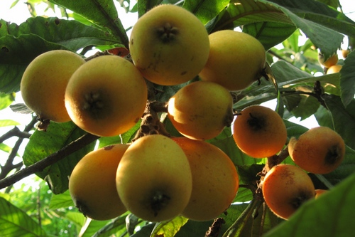 Zhangjiajie Fruit Loquat