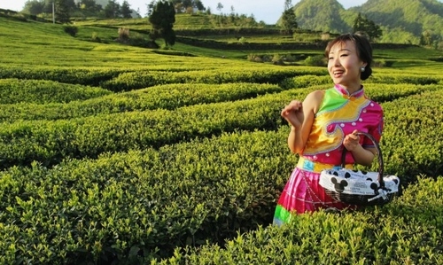 Zhangjiajie Tea-Picking Songs and Dances