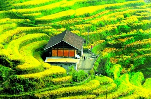 Xinhua Purple Magpie Field