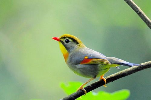 Zhangjiajie Red-billed Leiothrix