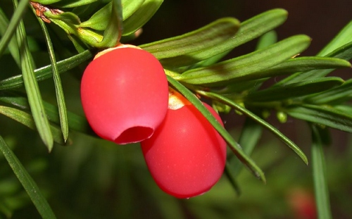 Zhangjiajie Chinese Yew