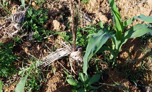 Mysterious Straw Attached to an Article of Tujia Nationality