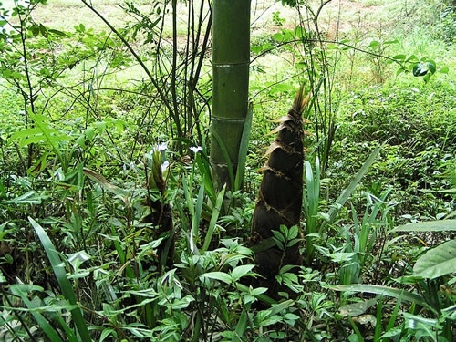 Hunan Nanyue Guanyin Bamboo