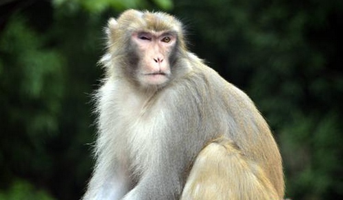Do Not Tease Wild Monkeys in Wulingyuan Scenic Spot