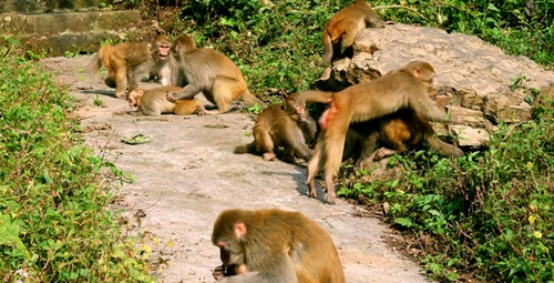 A Warm Tip from ZJJ Park–Not Touch or Provoke Wild Monkeys
