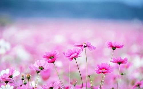 Inspiring From natural flowers