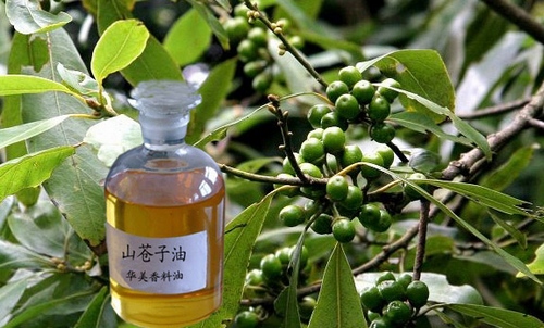 Zhangjiajie Litsea Cubeba Oil