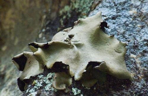 Zhangjiajie stone agarics