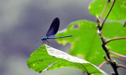 More than ten thousands of damselflies appear in ZJJ Grand Gorge