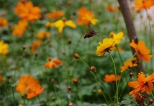 Zhangjiajie Garden cosmos in October