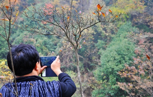 Out-of-season flowering of azaleas on ZJJ Mountain Tianzi