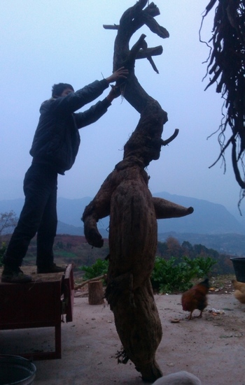 The Biggest Kudzu Root Was found in Zhangjiajie
