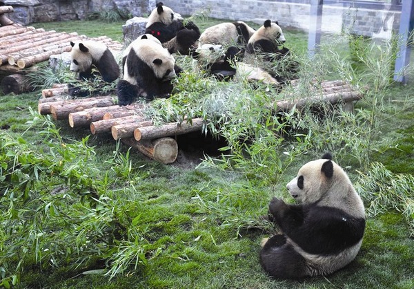 3 Days Chongqing Tour for Ciqikou town-Panda zoo-Dazu-Jiefangbei