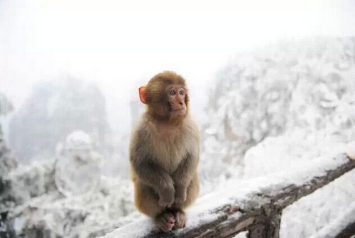 ZJJ Guests Adored Cute Monkeys in Snow-Covered Huangshi Village