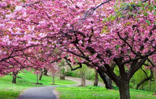 Cherry Blossom Festival in Hongjiang Ancient Town