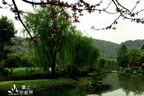Nanyue Presents Rich Celebrations of Tea Culture
