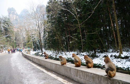 Five “Monkey Kings” in Zhangjiajie National Forest Park