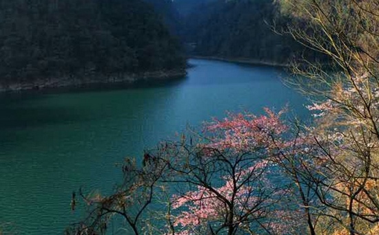 Sakura in ZJJ Ten-Miles Painting Spring Scenery