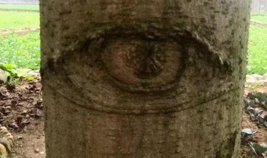 Zhangjiajie Eyes Tree in Huanglong Hole Ecological Square