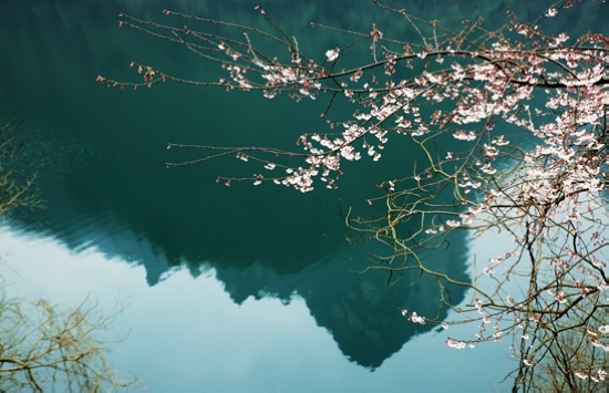 Zhangjiajie spring tour: Cherry blossoms show smiling face