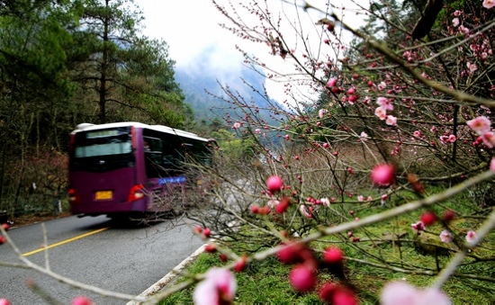 Zhangjiajie wintersweets in Wulingyuan core scenic spot