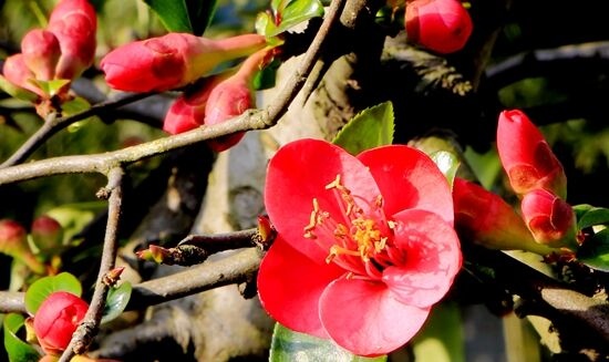 The most beautiful Chinese flowering crab-apple in Huanglong hole square