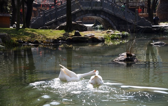 “Couple Goose”in Wulingyuan Huanglong cave scenic area