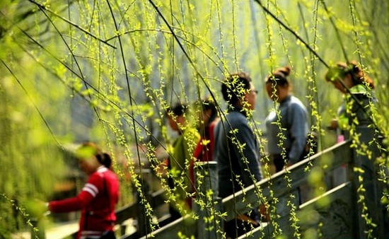 ZJJ Huanglong hole ecological square’s willow welcomes tourists