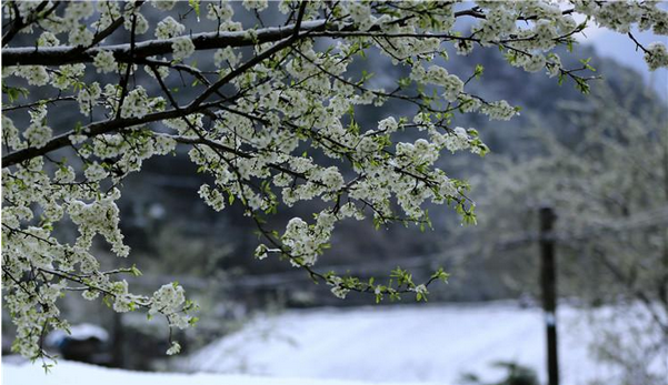 Spring Snowfall Brings Rime and Mist Scenery to Wulingyuan