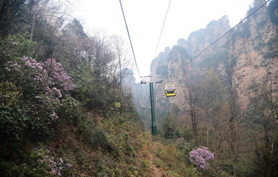ZJJ Yang Jiajie Scenic Spot’s azalea to meet tourists