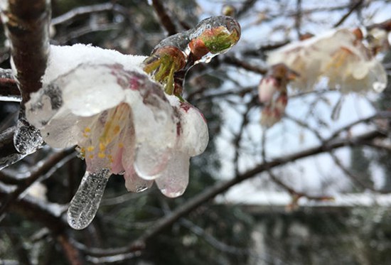 ZJJ Wulingyuan core area: Snow in March